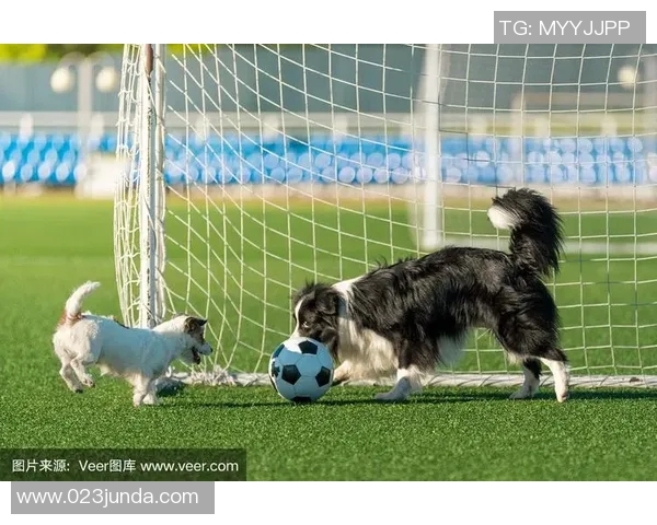 足球明星与爱犬携手训练展现默契与激情的完美结合